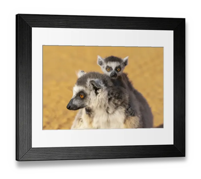 Framed Print : Africa, Madagascar, Anosy, Berenty Reserve. Ring-tailed lemur, Lemur catta. Portrait of a female Framed Print : Africa, Madagascar, Anosy, Berenty Reserve. Ring-tailed lemur, Lemur catta. Portrait of a female