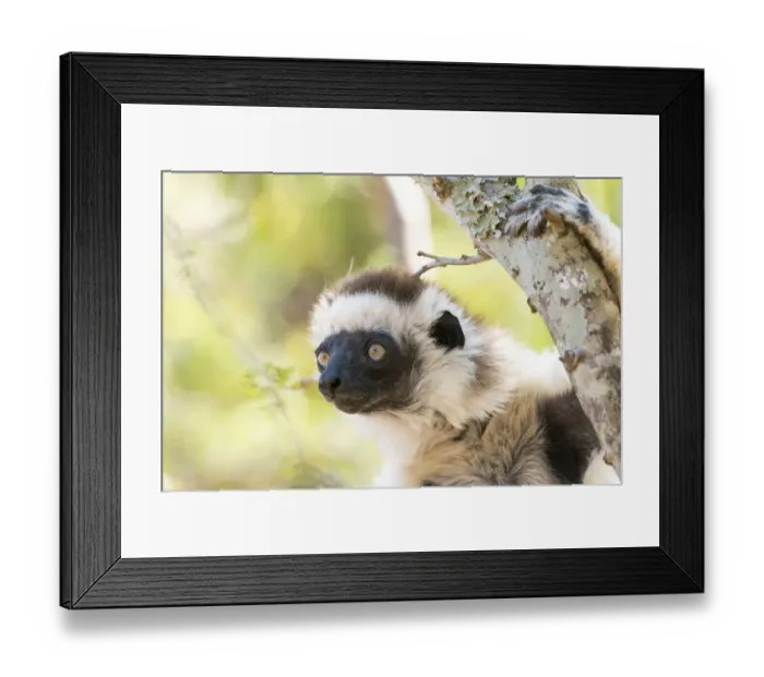 Framed Print : Africa, Madagascar, Anosy, Berenty Reserve. Headshot of a female Verreauxs sifaka Framed Print : Africa, Madagascar, Anosy, Berenty Reserve. Headshot of a female Verreauxs sifaka