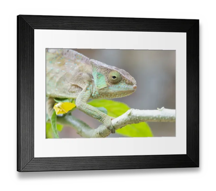 Framed Print : Africa, Madagascar, Marozevo, Peyrieras Reptile Reserve Framed Print : Africa, Madagascar, Marozevo, Peyrieras Reptile Reserve