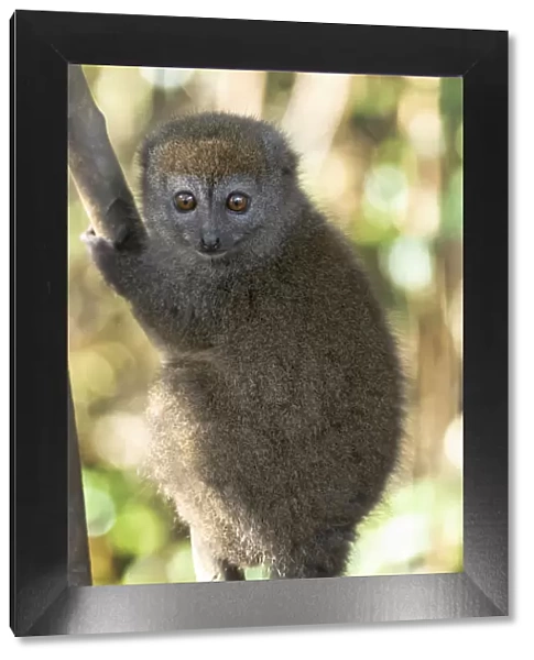 Africa, Madagascar, Andasibe, Lemur Island