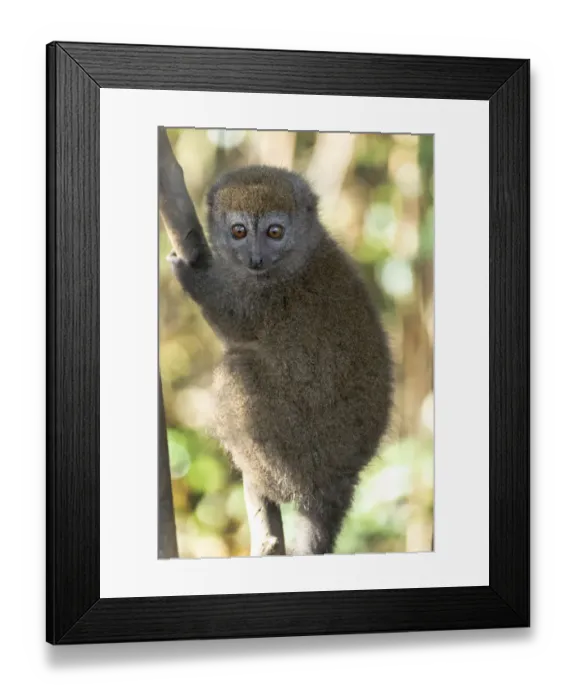 Framed Print : Africa, Madagascar, Andasibe, Lemur Island