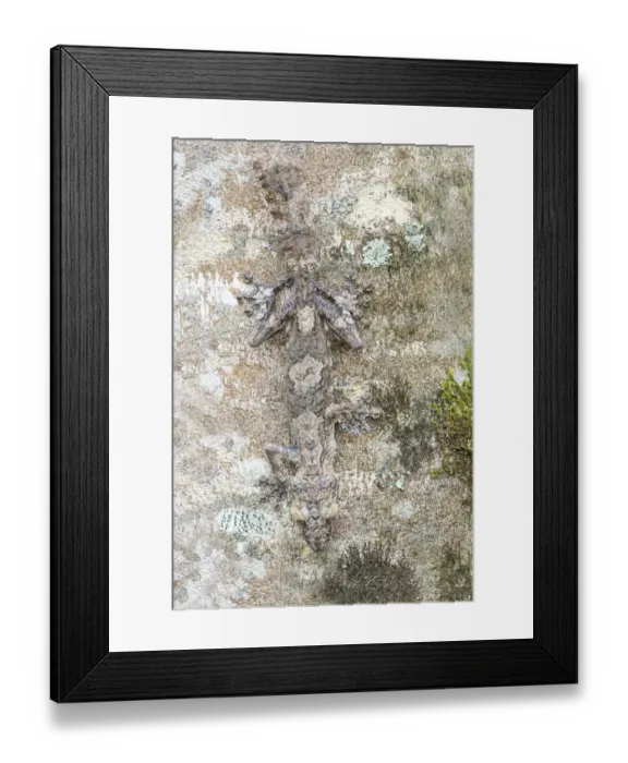 Framed Print : Africa, Madagascar, Marozevo, Peyrieras Reptile Reserve Framed Print : Africa, Madagascar, Marozevo, Peyrieras Reptile Reserve