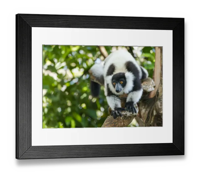 Framed Print : Africa, Madagascar, Lake Ampitabe, Akanin ny nofy Reserve Framed Print : Africa, Madagascar, Lake Ampitabe, Akanin ny nofy Reserve