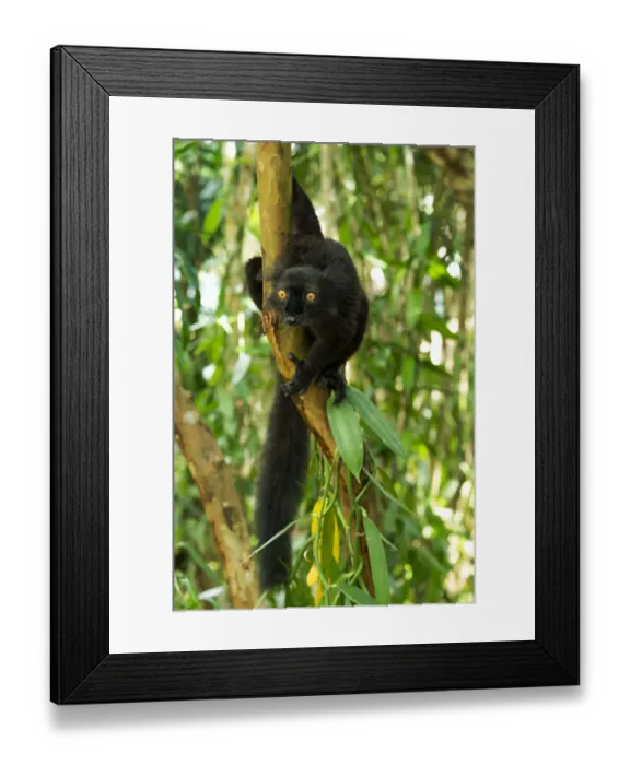 Framed Print : Africa, Madagascar, Lake Ampitabe, Akanin ny nofy Reserve