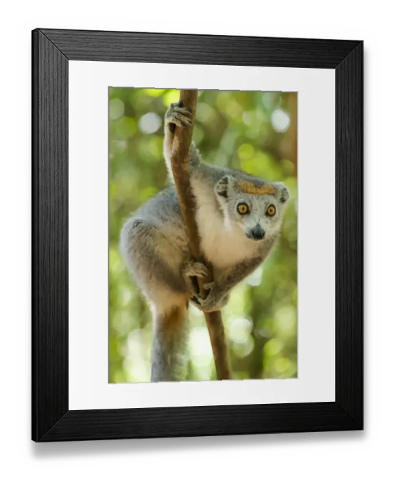 Framed Print : Africa, Madagascar, Lake Ampitabe, Akanin ny nofy Reserve Framed Print : Africa, Madagascar, Lake Ampitabe, Akanin ny nofy Reserve