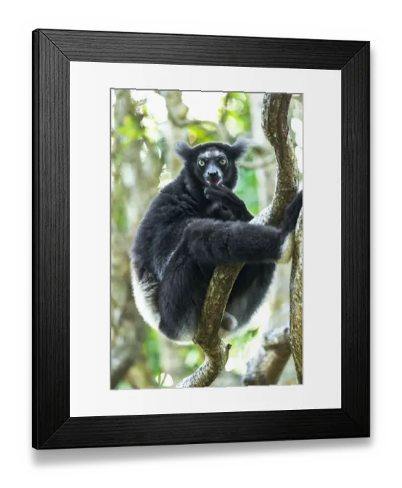 Framed Print : Africa, Madagascar, Lake Ampitabe, Akanin ny nofy Reserve