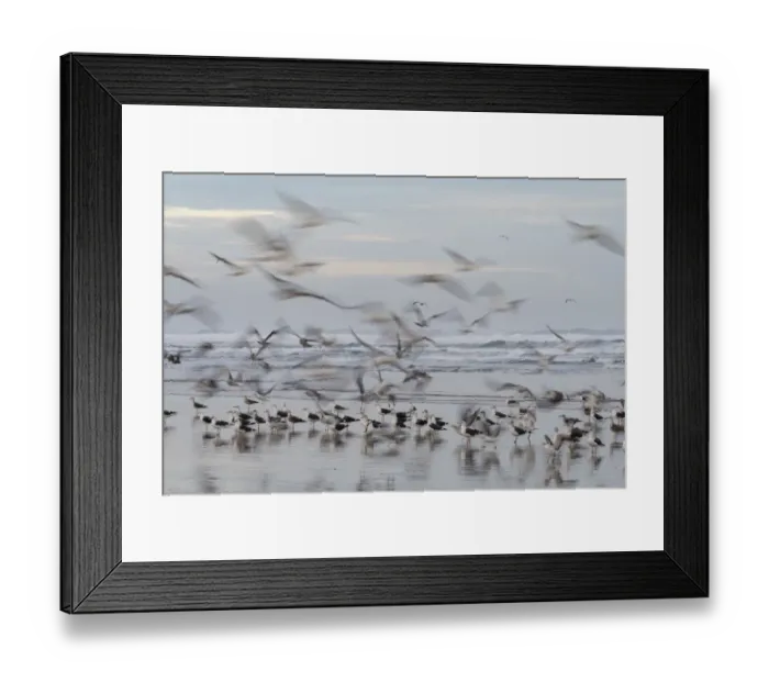 Framed Print : Africa, Morocco, Casablanca. Flurry of seagulls on ocean shore Framed Print : Africa, Morocco, Casablanca. Flurry of seagulls on ocean shore