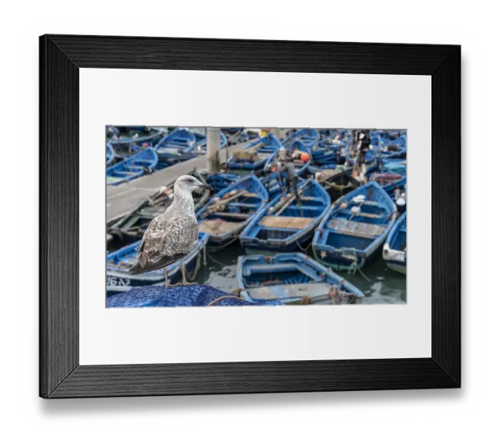 Framed Print : Africa, Morocco, Essaouira. Close-up of seagull and moored boats Framed Print : Africa, Morocco, Essaouira. Close-up of seagull and moored boats