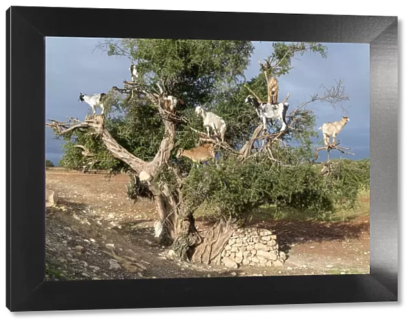 Africa, Morocco. Goats in tree. Credit as: Bill Young  /  Jaynes Gallery  /  DanitaDelimont