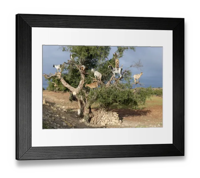 Framed Print : Africa, Morocco. Goats in tree. Credit as: Bill Young / Jaynes Gallery / DanitaDelimont Framed Print : Africa, Morocco. Goats in tree. Credit as: Bill Young / Jaynes Gallery / DanitaDelimont