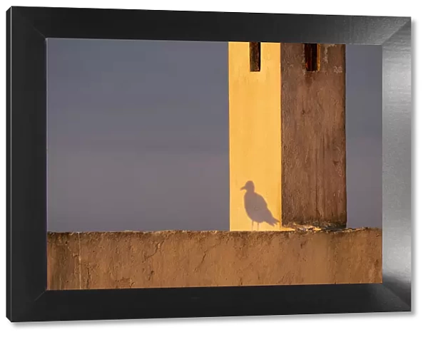 Africa, Morocco, Essaouira. Shadow of seagull at sunrise