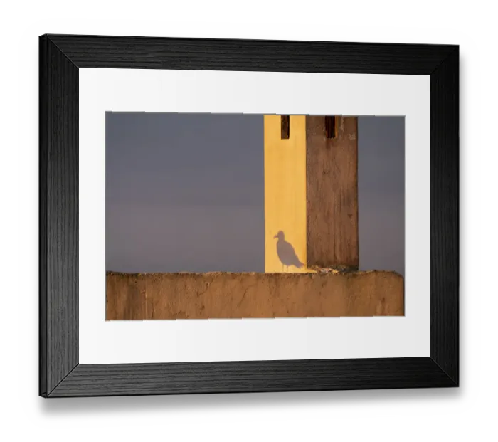 Framed Print : Africa, Morocco, Essaouira. Shadow of seagull at sunrise Framed Print : Africa, Morocco, Essaouira. Shadow of seagull at sunrise