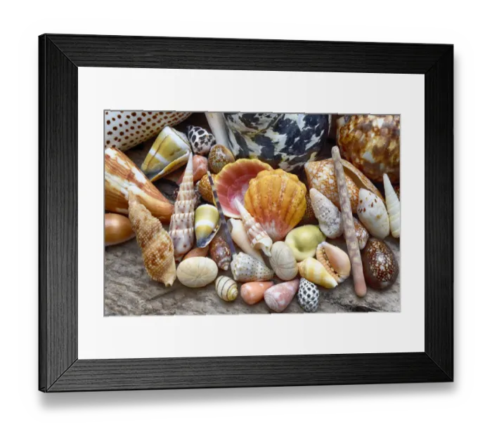 Framed Print : Tropical shell still-life