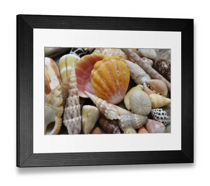Framed Print : Tropical shell still-life Framed Print : Tropical shell still-life