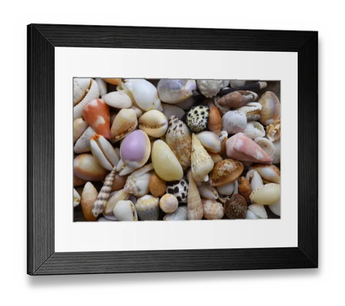 Framed Print : Tropical shell still-life Framed Print : Tropical shell still-life