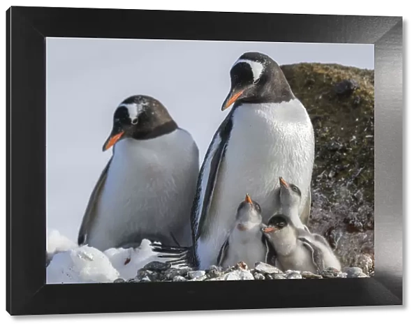 Antarctica, Antarctic Peninsula, Brown Bluff. Gentoo penguin with three chicks