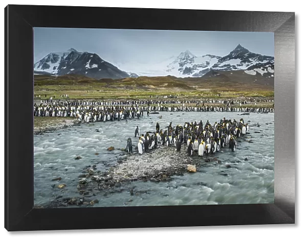 South Georgia Island, St. Andrews Bay. King penguins and glacial meltwater stream
