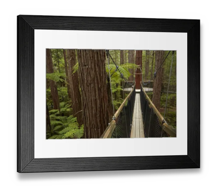 Framed Print : Redwoods Treewalk at The Redwoods (Whakarewarewa Forest), Rotorua, North Island, New Framed Print : Redwoods Treewalk at The Redwoods (Whakarewarewa Forest), Rotorua, North Island, New