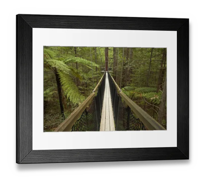 Framed Print : Redwoods Treewalk at The Redwoods (Whakarewarewa Forest), Rotorua, North Island, New