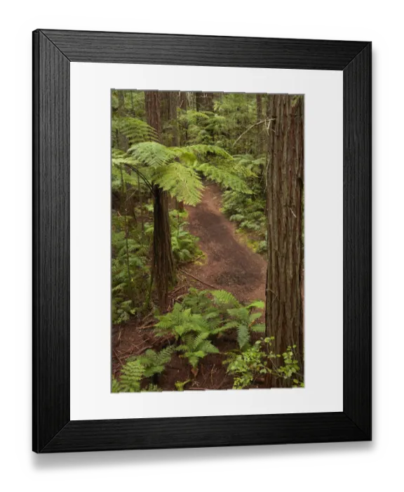 Framed Print : View over redwoods, ferns and walking track, from Redwoods Treewalk at The Redwoods