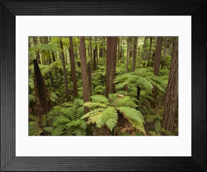 Framed Print : View over redwoods and ferns from Redwoods Treewalk at The Redwoods (Whakarewarewa Forest) Framed Print : View over redwoods and ferns from Redwoods Treewalk at The Redwoods (Whakarewarewa Forest)