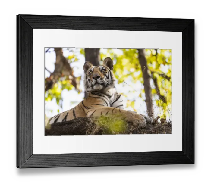 Framed Print : India, Madhya Pradesh, Bandhavgarh National Park