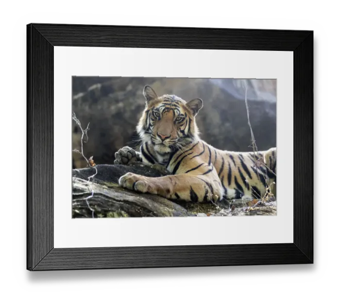 Framed Print : India, Madhya Pradesh, Bandhavgarh National Park. A young Bengal tiger resting on a cool rock Framed Print : India, Madhya Pradesh, Bandhavgarh National Park. A young Bengal tiger resting on a cool rock