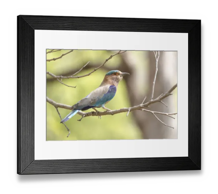 Framed Print : India, Madhya Pradesh, Bandhavgarh National Park. Portrait of an Indian roller Framed Print : India, Madhya Pradesh, Bandhavgarh National Park. Portrait of an Indian roller
