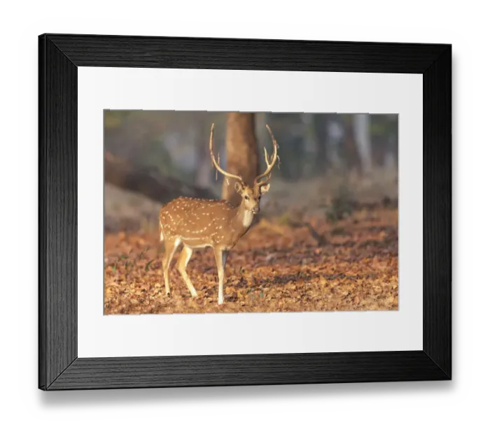 Framed Print : India, Madhya Pradesh, Kanha National Park