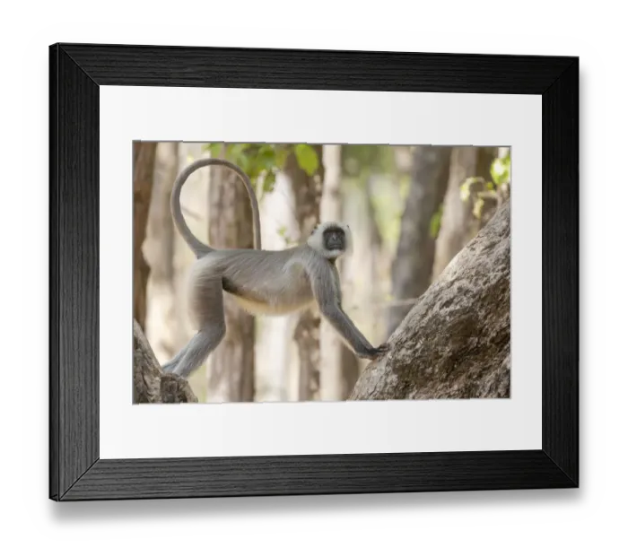 Framed Print : India, Madhya Pradesh, Kanha National Park. A langur resting in the trees showing its long Framed Print : India, Madhya Pradesh, Kanha National Park. A langur resting in the trees showing its long
