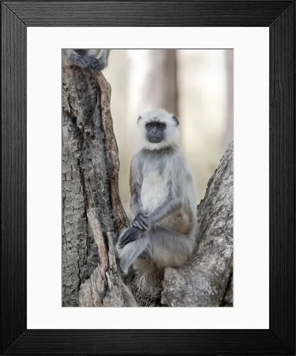 Framed Print : India, Madhya Pradesh, Kanha National Park Framed Print : India, Madhya Pradesh, Kanha National Park