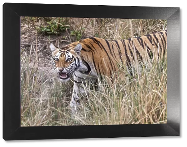 India, Madhya Pradesh, Kanha National Park. A young Bengal tiger walking through the grass