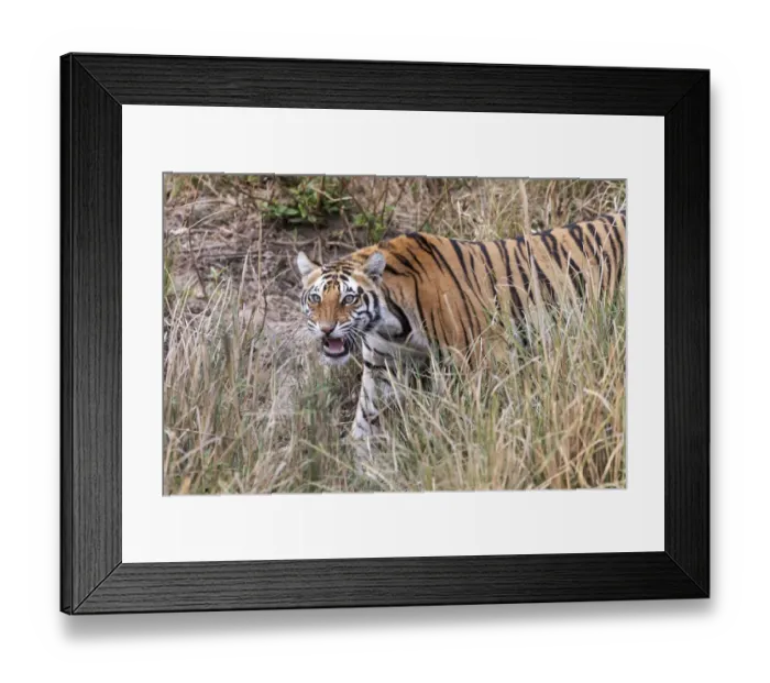 Framed Print : India, Madhya Pradesh, Kanha National Park. A young Bengal tiger walking through the grass Framed Print : India, Madhya Pradesh, Kanha National Park. A young Bengal tiger walking through the grass