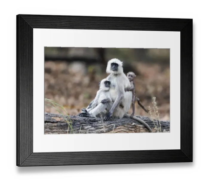 Framed Print : India, Madhya Pradesh, Kanha National Park