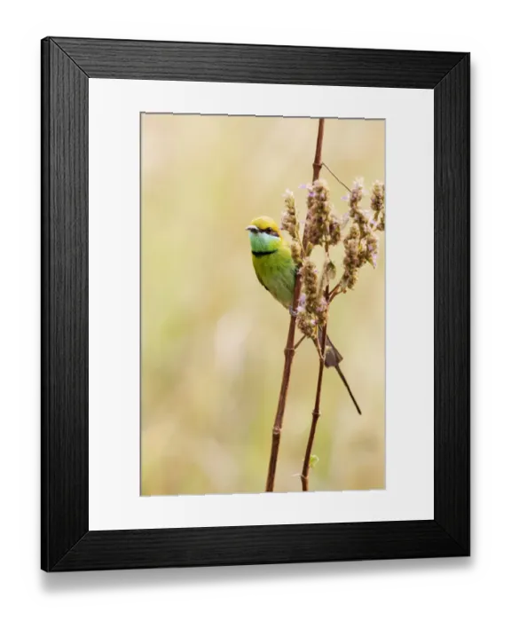 Framed Print : India, Madhya Pradesh, Kanha National Park. A green bee-eater perching on a grass stem Framed Print : India, Madhya Pradesh, Kanha National Park. A green bee-eater perching on a grass stem