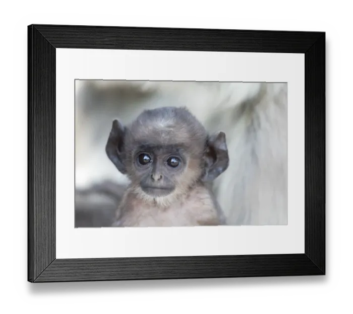 Framed Print : India, Madhya Pradesh, Kanha National Park. Headshot of a baby northern plains langur Framed Print : India, Madhya Pradesh, Kanha National Park. Headshot of a baby northern plains langur