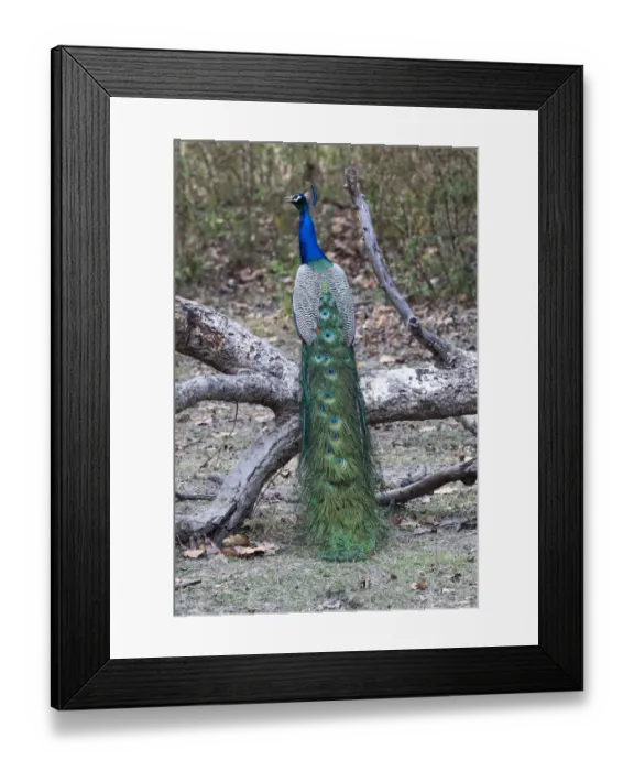 Framed Print : India, Madhya Pradesh, Kanha National Park Framed Print : India, Madhya Pradesh, Kanha National Park