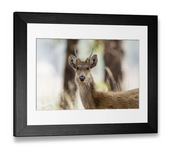 Framed Print : India, Madhya Pradesh, Kanha National Park. Headshot of a young male barasingha Framed Print : India, Madhya Pradesh, Kanha National Park. Headshot of a young male barasingha