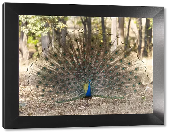 India, Madhya Pradesh, Kanha National Park. A male Indian peafowl displays his brilliant feathers
