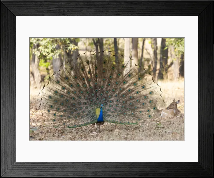 Framed Print : India, Madhya Pradesh, Kanha National Park. A male Indian peafowl displays his brilliant feathers