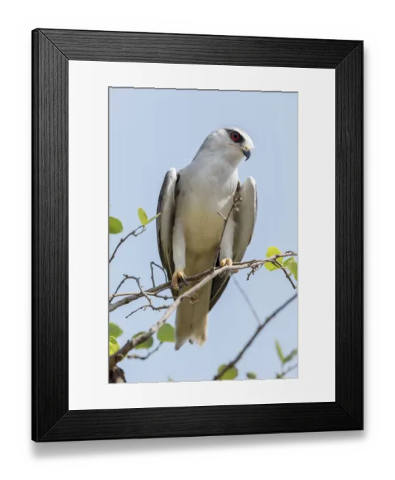 Framed Print : India, Madhya Pradesh, Kanha National Park. Portrait of a black-winged kite on a branch