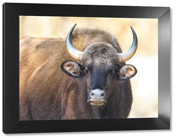 India, Madhya Pradesh, Kanha National Park. Portrait of a gaur cow