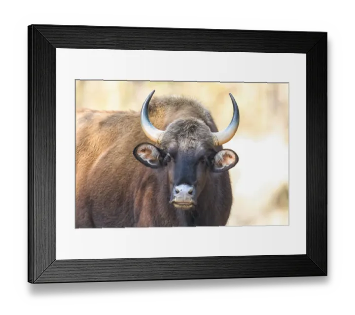 Framed Print : India, Madhya Pradesh, Kanha National Park. Portrait of a gaur cow Framed Print : India, Madhya Pradesh, Kanha National Park. Portrait of a gaur cow