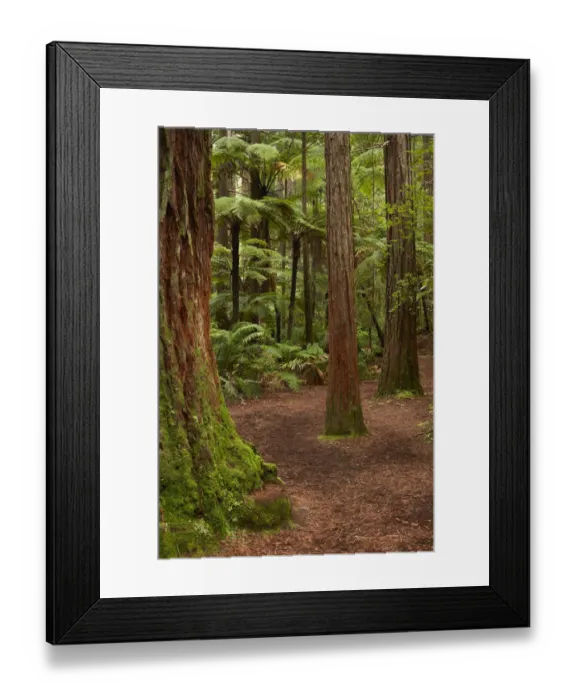 Framed Print : Walking track through The Redwoods (Whakarewarewa Forest), Rotorua, North Island