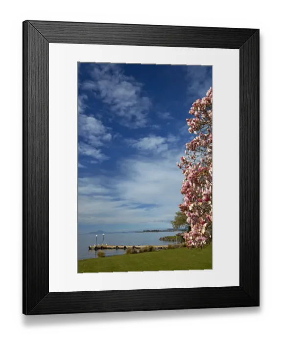 Framed Print : Magnolia tree in bloom, and Lake Taupo, Braxmere, Tokaanu, near Turangi, North Island