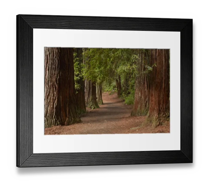 Framed Print : Walking track through The Redwoods (Whakarewarewa Forest), Rotorua, North Island Framed Print : Walking track through The Redwoods (Whakarewarewa Forest), Rotorua, North Island