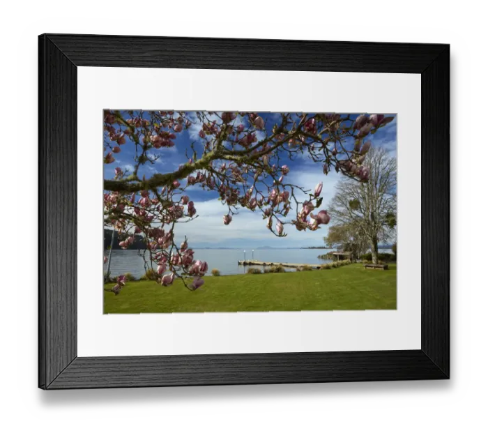 Framed Print : Magnolia tree in bloom, and Lake Taupo, Braxmere, Tokaanu, near Turangi, North Island