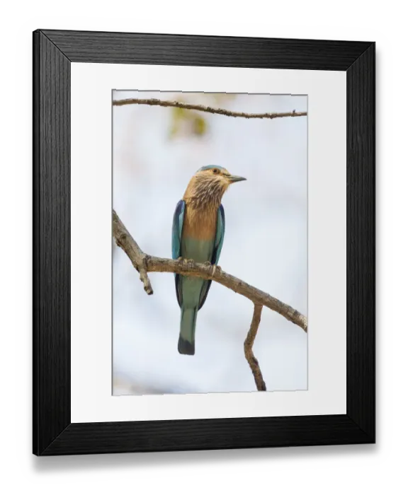 Framed Print : India, Madhya Pradesh, Bandhavgarh National Park. An Indian roller posing on a tree branch
