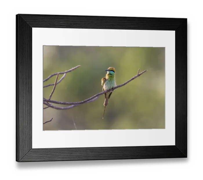 Framed Print : India, Madhya Pradesh, Bandhavgarh National Park Framed Print : India, Madhya Pradesh, Bandhavgarh National Park