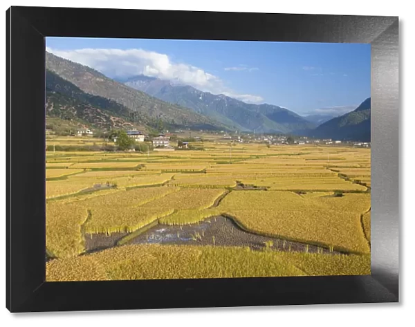 Bhutan, Paro. Fields of red rice are golden as they ripen in this fertile valley